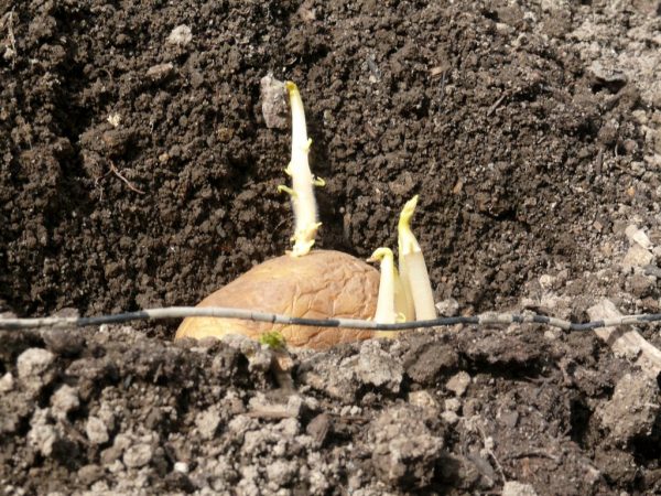 Las papas se plantan en suelo calentado.