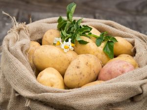 Oblíbené odrůdy brambor pro Moskevskou oblast