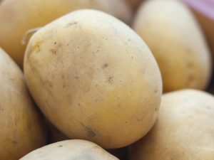 Characteristics of Meteor potatoes