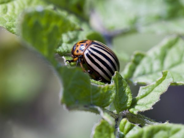 Es necesario proteger las plantas del escarabajo.