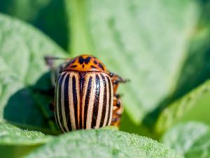 Modalități eficiente de a controla gândacul Colorado din cartofi