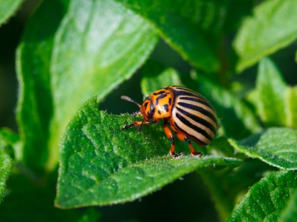 Las plantas se pueden proteger del escarabajo.