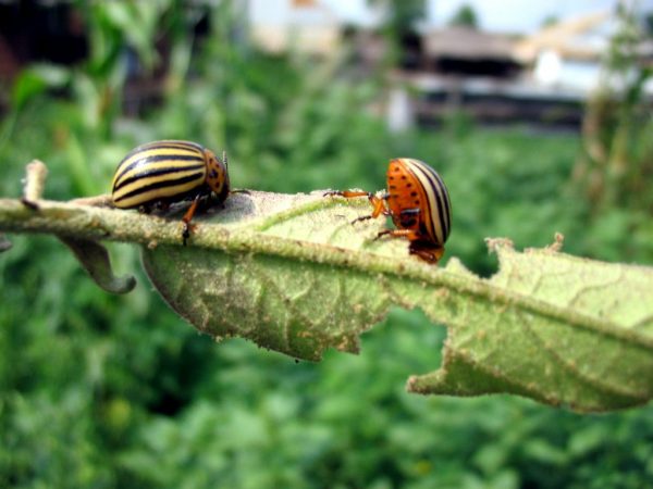 El escarabajo se alimenta de la parte vegetal de la patata.