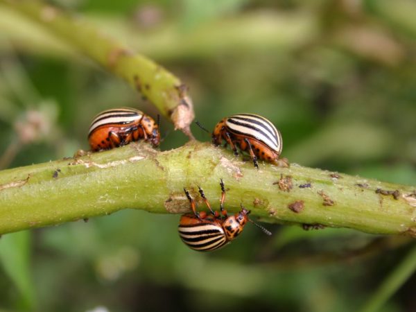 Τα έντομα μπορούν να σκοτώσουν τις καλλιέργειες