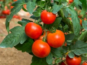Kenmerken van tomaten van de Ogni Moskvy-variëteit