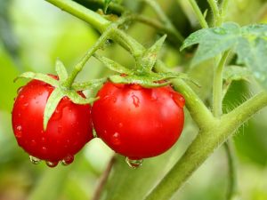 Egenskaper för tomater av sorten Olga f1