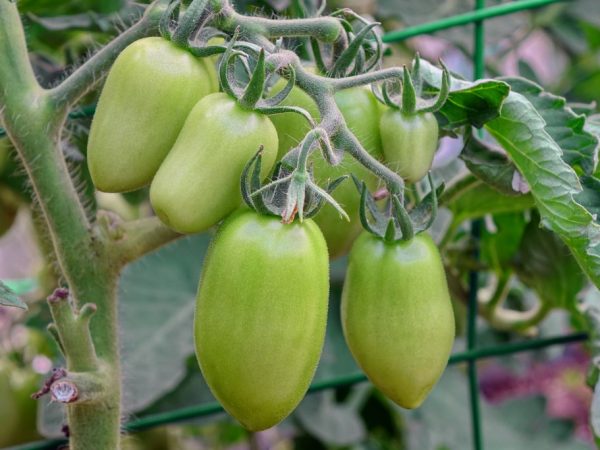 Bra plantvård ökar utbytet av tomater.