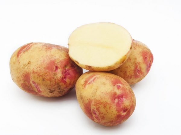 Characteristics of Picasso potatoes