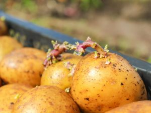 Förbereda potatis innan plantering