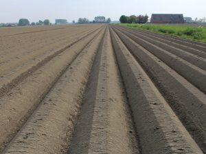 Regler för beredning av jord för potatis