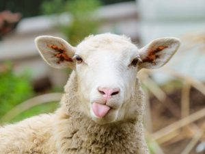 Cele mai frecvente rase de oi