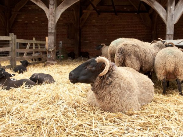 Chov ovcí na maso