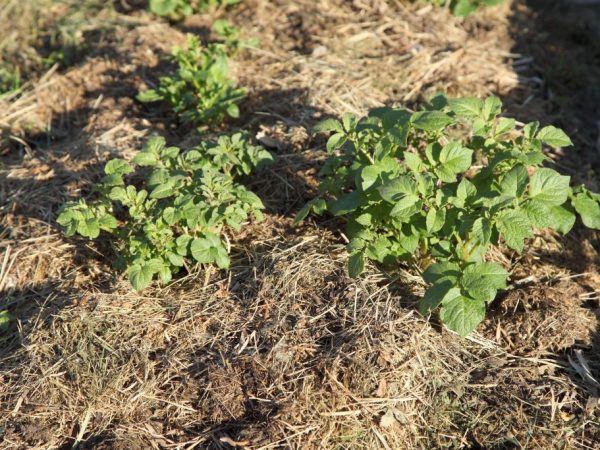 Potatoes in straw ripen quickly