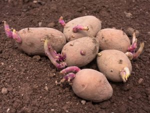 Kiem aardappelen voor het planten
