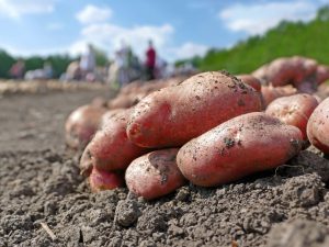Beschrijving van Ramona-aardappelen