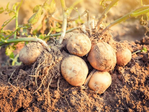 Beschrijving van Ramos-aardappelen