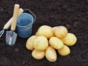 Popis raných odrůd brambor