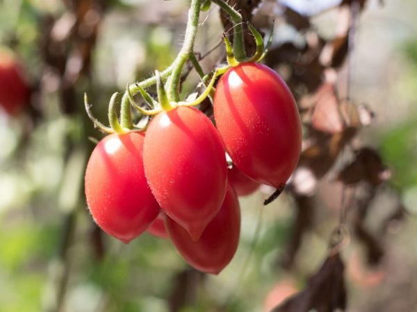 Kenmerken van de tomatensoort Rio Fuego