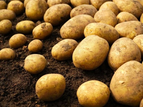 Kenmerken van Riviera-aardappelen