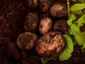 Rocco-aardappelbeschrijving