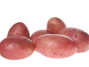 Beskrivning av Ryabinushka potatis