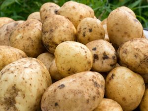 Characteristics of the potato variety Santa