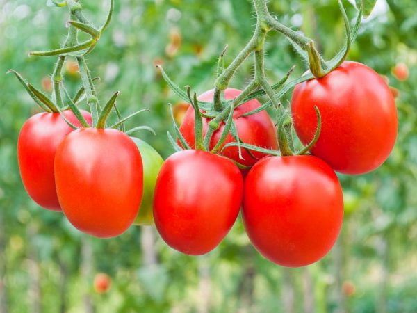 Rood fruit is geschikt voor het maken van ketchups en sauzen