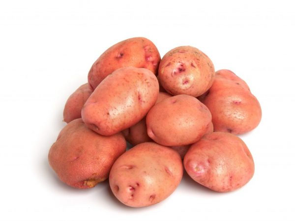 Características de la variedad de patata Camachuelo