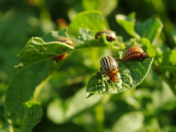 Insekticid tabu från Colorado potatisbaggen