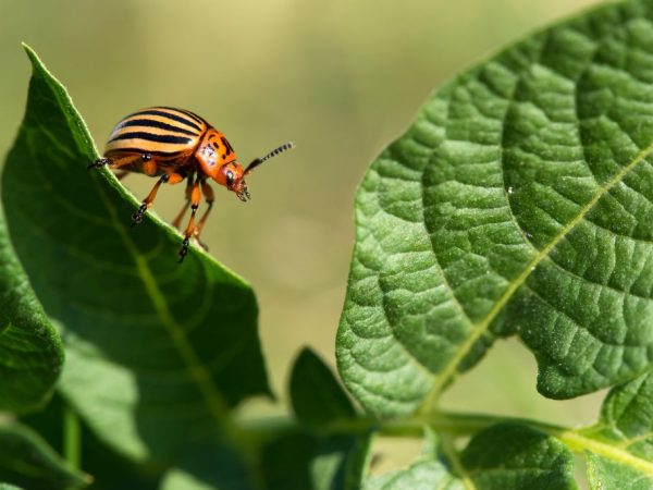 Het medicijn beschermt planten tegen insectenaanvallen