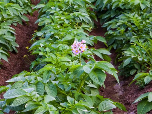 Potato cultivation technology and its features