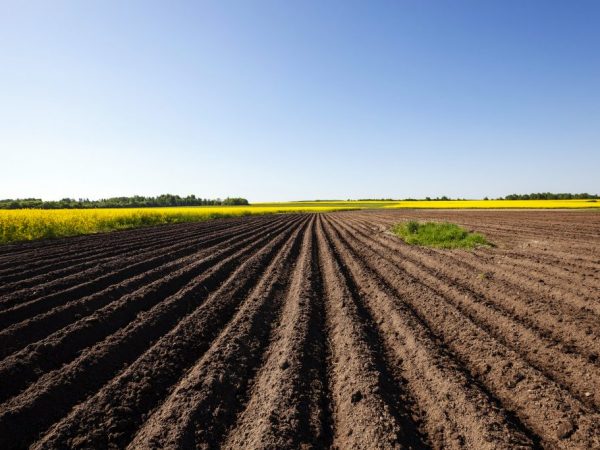 Los fertilizantes nitrogenados deben aplicarse antes de plantar.