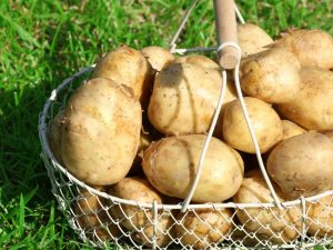 Descrierea varietății de cartofi Tuleevsky