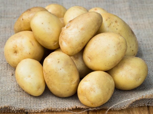 Charakteristika uladarských brambor