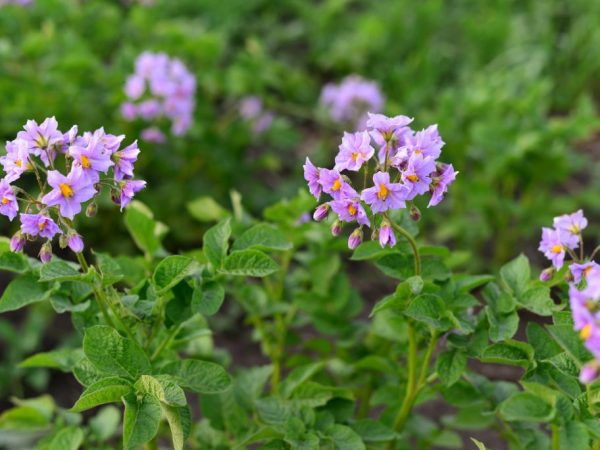 Las flores de esta variedad son de color púrpura.