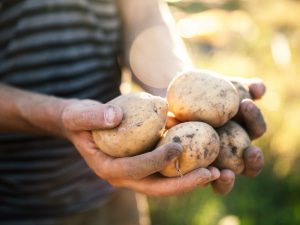 Characteristics of Veneta potatoes