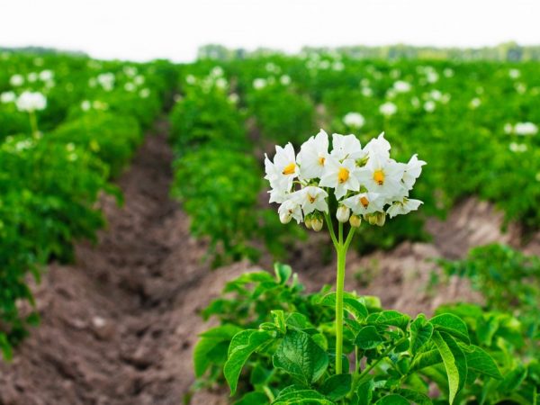 Regler för odling av potatis i det öppna fältet