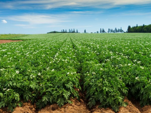 Aardappelen zijn droogtetolerante planten