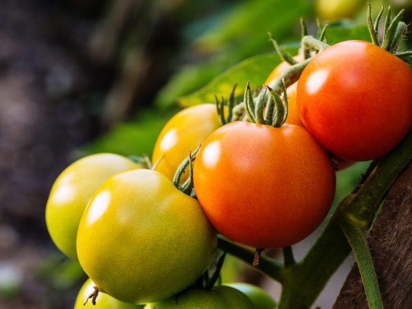 Características de la variedad de tomate Yamal