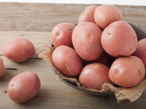 Beskrivning av potatis Yubilyar