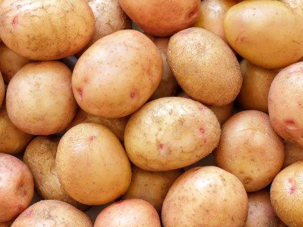 Charakteristika Žukovských brambor (brzy)