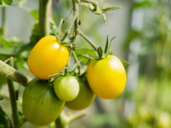 Beschrijving van tomaat Gouden eieren