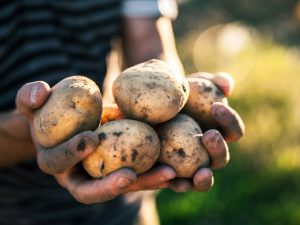 Egenskaper för Zorachka potatis