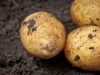 Beskrivning av Arizona potatis