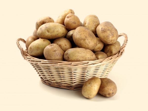 Description of Assol potatoes