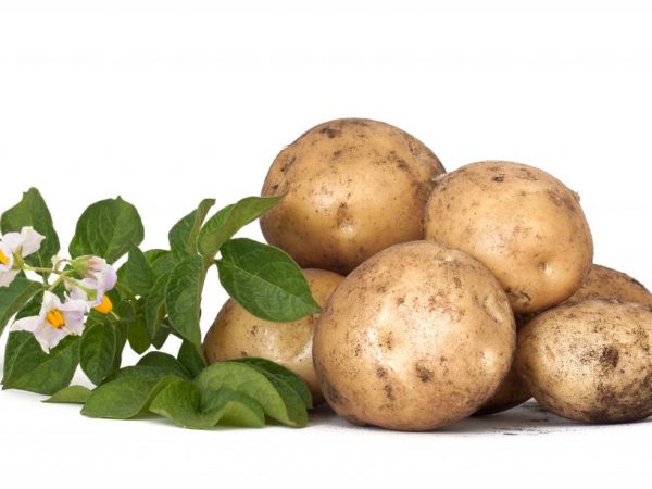 Beschrijving van Barin-aardappelen