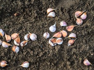 Planting garlic in 2018 according to the lunar calendar