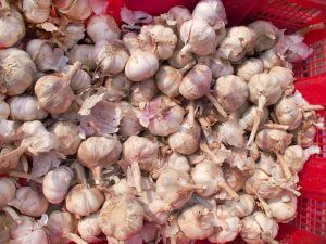 Garlic processing technique