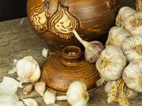 The principle of processing garlic before planting