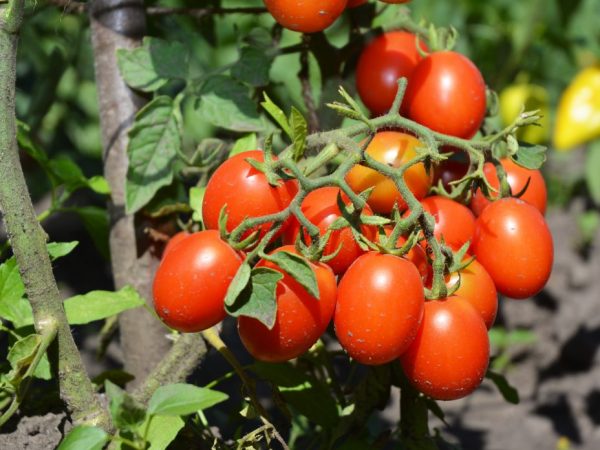 Kenmerken van tomaten Cherry Ira f1